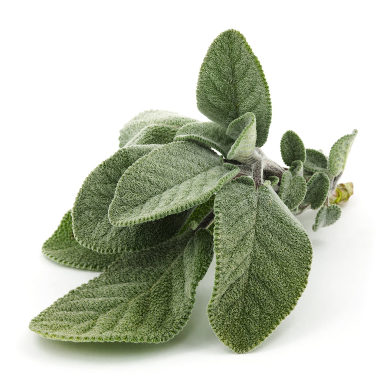 Sage leaf extract
