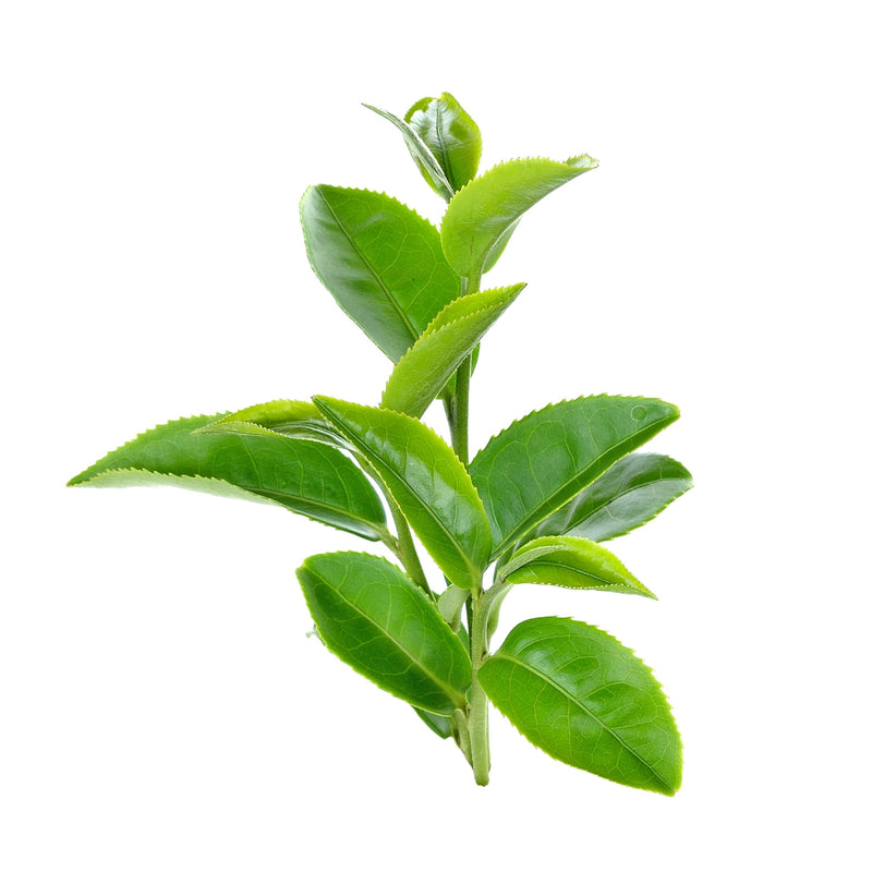L-Theanine